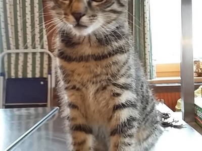 Bild 99 aus  Alpenhof Grafleiten