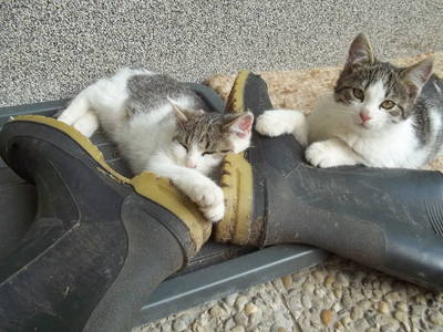 Bild 34 aus  Hoanz´nhof