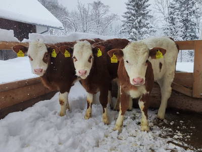 Bild 19 aus  Ferienhaus Lenzau