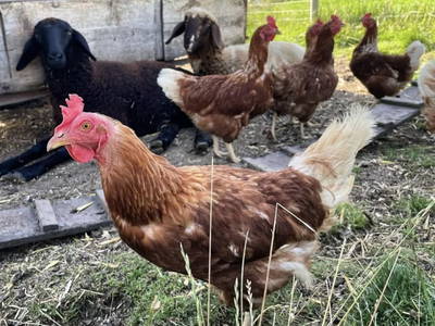 Bild 17 aus  Hirzhof