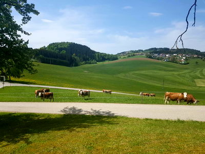 Bild 12 aus Biobauernhof Leitner Zizlbauer