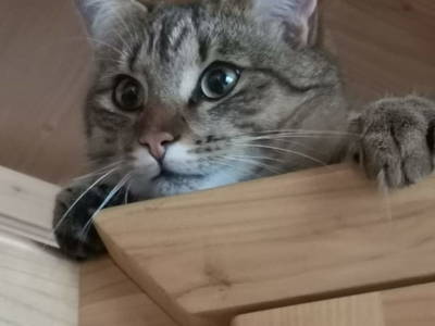 Bild 65 aus  Bruderhof