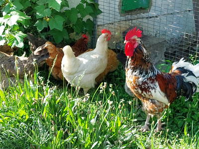 Bild 33 aus  Ferienhof Lochau