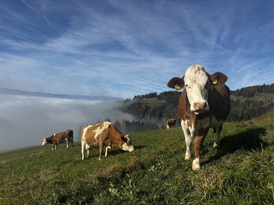 Bild 11 aus Burgerlhütte