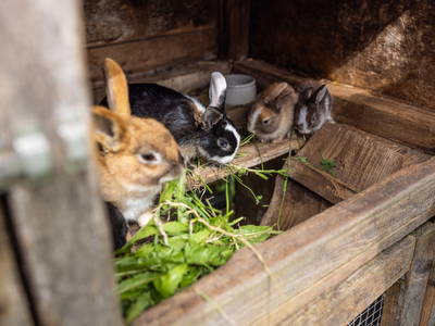 Bild 33 aus  Erholung - Natur pur - Urlaub auf dem Loyerhof