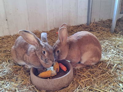 Bild 25 aus  Hof  Wesselmann