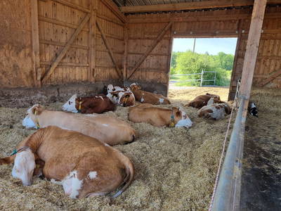 Bild 23 aus  Bauernhof Härtel