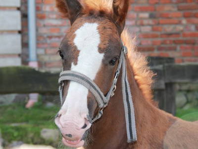 Bild 29 aus  FerienGut Dalwitz     www.feriengutdalwitz.de