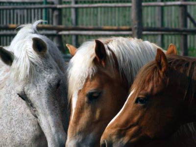 Bild 10 aus  Gut Friedenthal