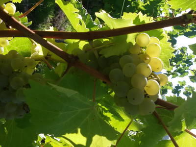 Bild 18 aus  Ferienhof Ott im Romantischen Franken bei Rothenburg o.d.T.