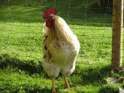 Bild 18 aus  Schillingerhof