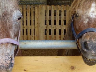 Bild 15 aus  Hofgut Schleinsee  - idyllisch am eigenen See