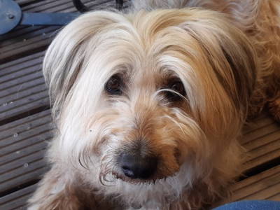 Bild 69 aus  Erlenhof im Oderbruch - Rund ums Schaf