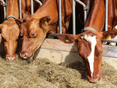 Bild 27 aus  Ferienhof Greggersen