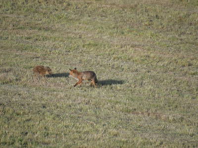 Fuchs und Wildschwein-Frischling unterhalb dem Adlerhorst-Hunsrück.