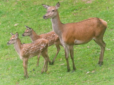 Bild 11 aus  Hirzighof