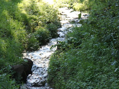 Bild 35 aus  Steinermühle