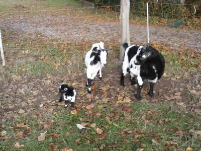 Bild 12 aus  Vorderhof