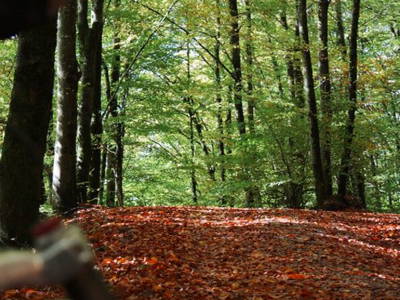 Bild 22 aus  Schamper Mühle