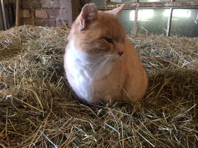 Bild 19 aus  Ferienhof Schade