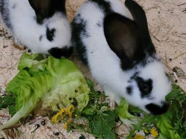 Bild 20 aus  Burgstallhof