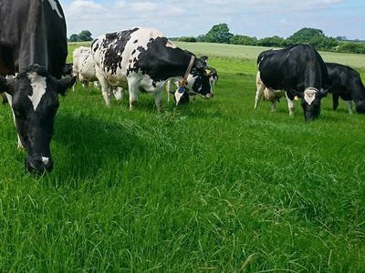 Bild 15 aus  Ferienhof Wiesengrund