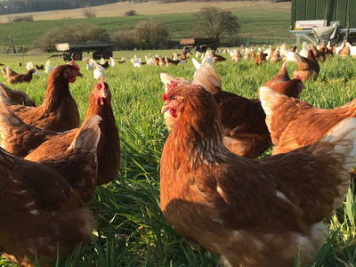Bild 29 aus  Landkulturhof Glücksbringer