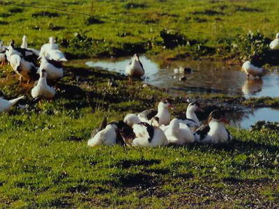 Bild 16 aus  Ferienhof Denker