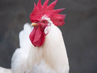 Bild 24 aus  Simmernhof - Familienurlaub auf dem Bauernhof