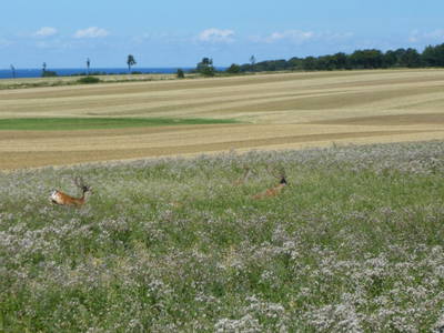 Bild 28 aus  Gut Hohenhain