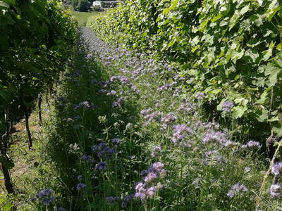 Früjahrsbegrünung im Weinberg,  eine Bienenweide