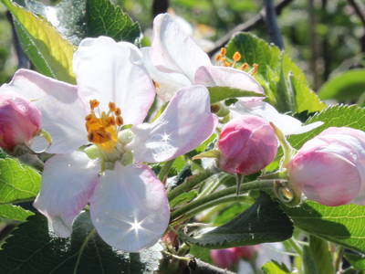 Bild 37 aus  Krösshof Rosen-Residenz