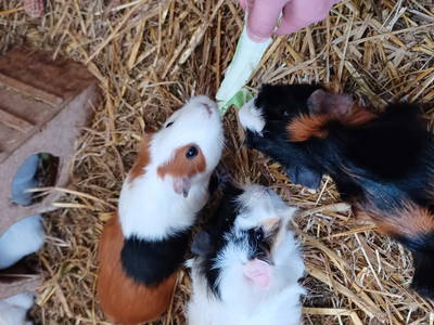 Bild 45 aus  Ferienhof Nordorfer Grashaus