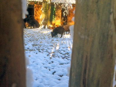 Bild 57 aus  Sonis kleine Farm Grömitz