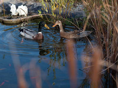 Bild 14 aus  Brunnenhof Hiss