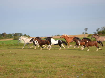 Bild 3 aus  Landhaus Parsteinsee