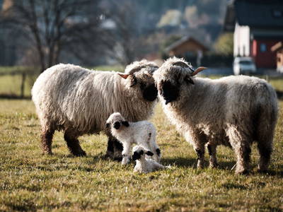 Bild 30 aus  Meissnitzerhof