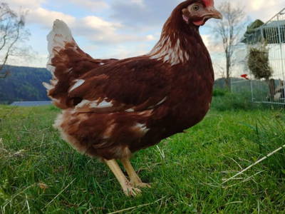 Bild 40 aus  Langhanshütte