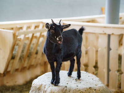 Bild 101 aus  Linharterhof Appartements