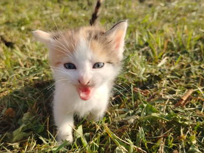 Bild 33 aus  Langhanshütte