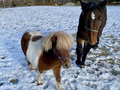 Bild 35 aus  Schlickenhof