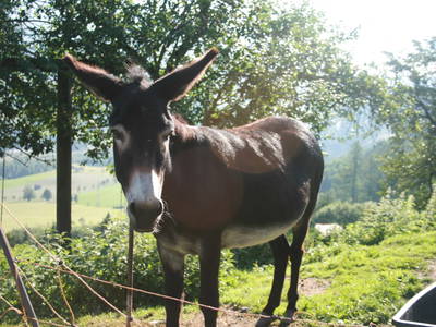 Bild 37 aus  Kohlschnait-Hof