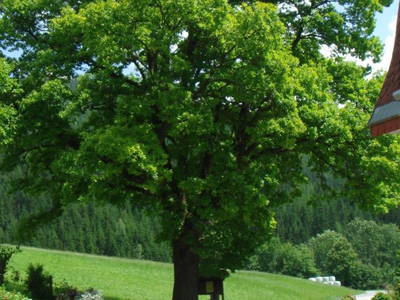 Bild 43 aus  Michlbauer