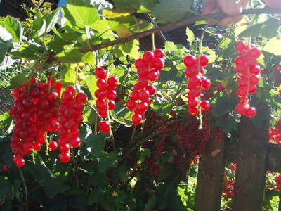 Bild 30 aus  Ferienbauernhof mit Herz - Ortnergut