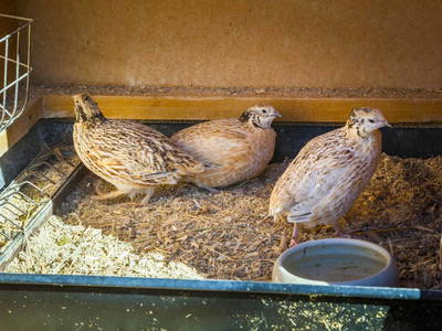 Bild 52 aus  Ederbauer