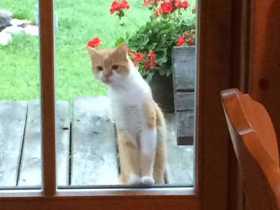 Bild 53 aus  Schwarzenbichlalm