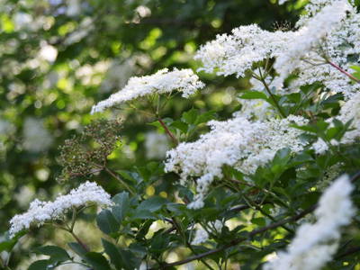 Bild 106 aus  Paulerhof