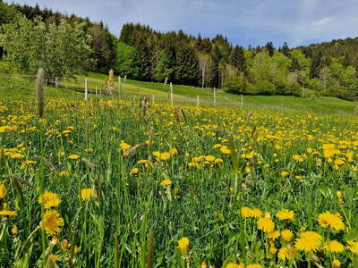 Bild 10 aus  Bergbauernhof Aichele