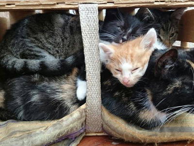 Bild 33 aus  Ferienhof Wolschendorf