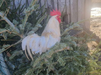 Bild 21 aus  Ferienwohnung Esserhof